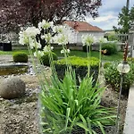 Des Agapanthes *