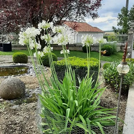 Des Agapanthes *